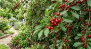 Fruit Trees for Privacy: Edible Landscaping Ideas for Your Backyard
