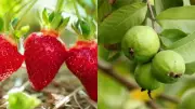 Fruits You Can Easily Grow on Your Balcony: A Guide to Fresh Homegrown Produce