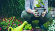 Gardening Expert Warns Against Planting Summer Bedding Plants Too Early in Spring
