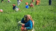 General Castes Gain More from Telangana's Agriculture Schemes, Caste Data Shows