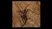 Giant Huntsman Spider: The 30cm Cave-Dwelling Arachnid Discovered in Laos