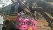 Giant Tamarind Tree Falls on Govt Bus in Dharmapuri, Passengers Safe