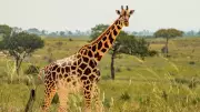 Giraffe Horns: The Surprising Role of Ossicones in Mating and Defense