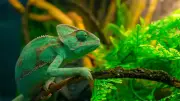 GK Fact of the Day: 5 Animals That Can Change Colour Besides Chameleons