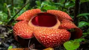 GK Fact of the Day: 5 Beautiful Flowers That Smell Absolutely Terrible