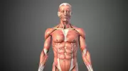 GK Fact of the Day: 5 Largest Muscles of the Human Body
