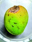 Goa Mango Growers Battle Unusual Fruit Spotting, Blame Environmental Stress