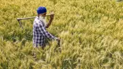 Govt Raises Wheat Procurement Target by 15% to 34.5 MT for Rabi Season