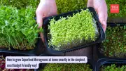 Grow Nutrient-Rich Microgreens at Home Using Kitchen Scraps for Pennies