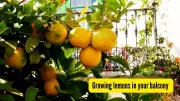 Grow Your Own Lemon Tree on Your Balcony This Summer: A Complete Guide