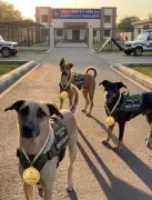 Gujarat Police Dog Wins Gold at All India Meet After 16-Year Hiatus