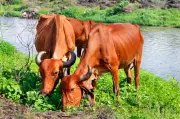 Gurugram to Host India's First Modern Cow Sanctuary in Hasanpur