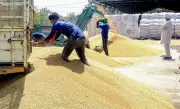 Haryana Farmers Lock Grain Market Gates in Protest Against New Procurement Norms