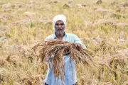 Haryana Farmers Protest Crop Loss Compensation and Mandi Restrictions
