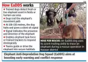 Hassan Launches Elephant Anti-Depredation Dog Squad to Combat Human-Elephant Conflict