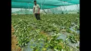 Hazaribag Farmers Achieve Self-Reliance Through Govt Schemes and Modern Techniques