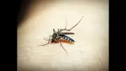 Health Dept Intensifies Surveillance After 11 Malaria Cases in Bardez