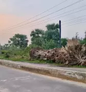 Heritage Banyan Tree Felled in Warangal for Rs 500 Fee, Sparks Environmental Outrage