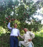 Himachal Apple Grower's New Variety Wins Official Recognition from PPV&FRA