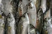 Himachal Pradesh Fish Production Rises to 818 Tonnes in 2025-26