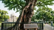 Hiroshima Survivor Trees: Nature's Resilience After Nuclear Bomb