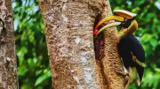 Hornbill Nest Adoption Programme: A Community-Led Conservation Success in Northeast India
