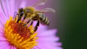 How to Attract More Bees to Your Garden for Better Pollination