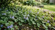 How to Get Rid of Creeping Charlie (Ground Ivy) for Good