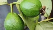 How to Grow Guava Trees at Home: Easy Tips for Fresh Fruits