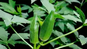 How to Grow Ladyfinger Plants at Home: Simple Step-by-Step Guide for Beginners