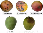 How to Prevent Black Spots on Mangoes: Expert Tips for Growers