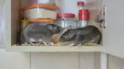 Humane Rat Control: Safe, Natural Solutions for Home and Garden