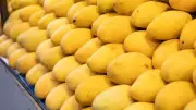 Hyderabad Seizes 200 kg of Artificially Ripened Mangoes: FSSAI Rules & 8 Home Tests