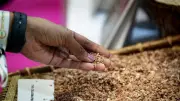 India Plans Wheat Exports to Egypt, Indonesia, Myanmar Amid Surplus Stocks