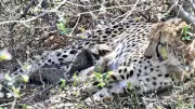 India's Cheetah Reintroduction Hits Milestone with First Wild Birth of Indian-Born Cheetah