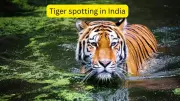 India's Top Tiger Safaris: Where Your Chances of Spotting the Big Cat Are Highest