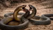 Inland Taipan vs Black Mamba: Ultimate Venomous Snake Showdown