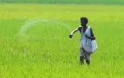 Iran War Disrupts Urea Supply, Threatens India's Kharif Season and Food Security