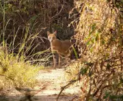 Jungle Cat Spotted on Pune's Vetal Tekdi Highlights Urban Biodiversity