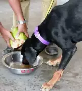 Karnataka Faces Drinking Water Crisis Amid Heatwave, Rs 45 Crore Allocated