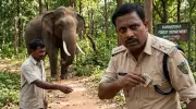 Karnataka Forest Official Caught Demanding Bribe from Elephant Attack Victim