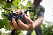 Karnataka Panel Proposes Wine Tourism in Nandi Hills to Boost Revenue