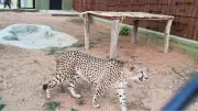 Karnataka Welcomes Four Cheetahs from South Africa to Boost Conservation Efforts
