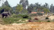 Krishnagiri villagers seek permanent solution to elephant menace