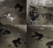 Leopard Attack in Barapur: 16 Lambs Killed, 8 Missing, Villagers in Panic