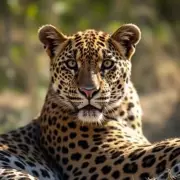 Leopard Attack in Chhattisgarh Village: 3-Year-Old Girl Rescued by Mother and Villagers