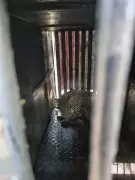 Leopard Beaten by Crowd Including MLA After Failed Tranquilizer in Jalgaon