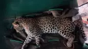Leopard Rescued from Mysuru Home After Tense Three-Hour Forest Department Operation