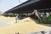 Ludhiana Wheat Procurement Progresses Despite Delayed Start, 12% Procured by April 17