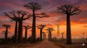 Madagascar's Baobabs Hold 700-Year Climate Record in Their Ancient Rings